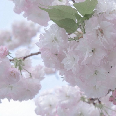 沙坪坝FurryQQ群介绍